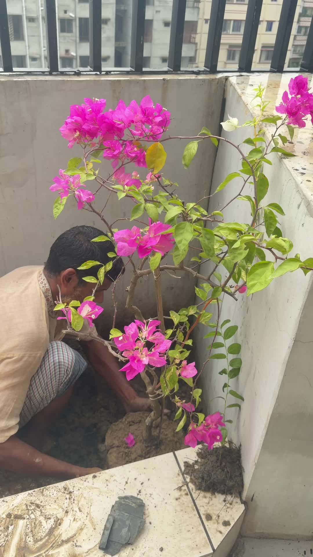 @🌸🍁পুচুর মা🍁🌸