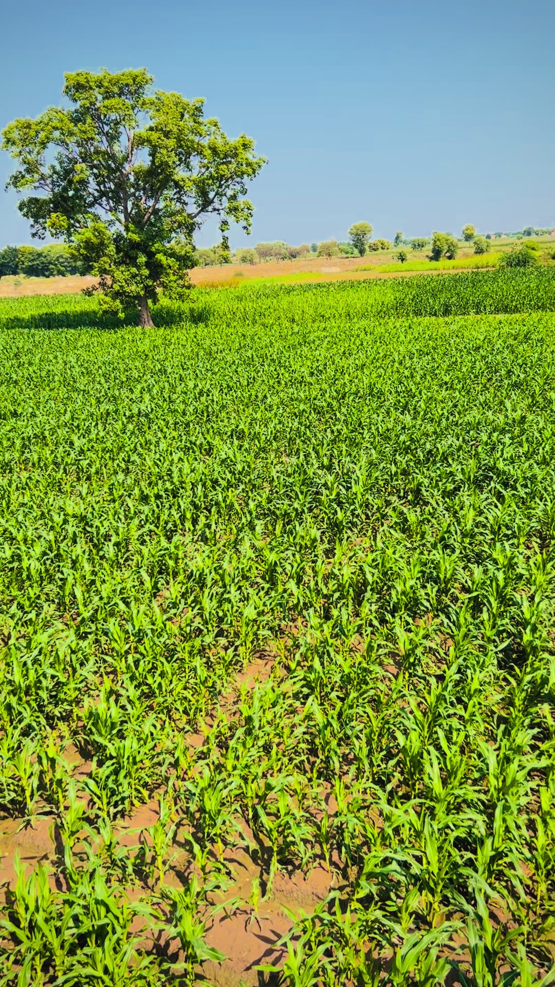 @سوہنا پنجاب🌾🫀