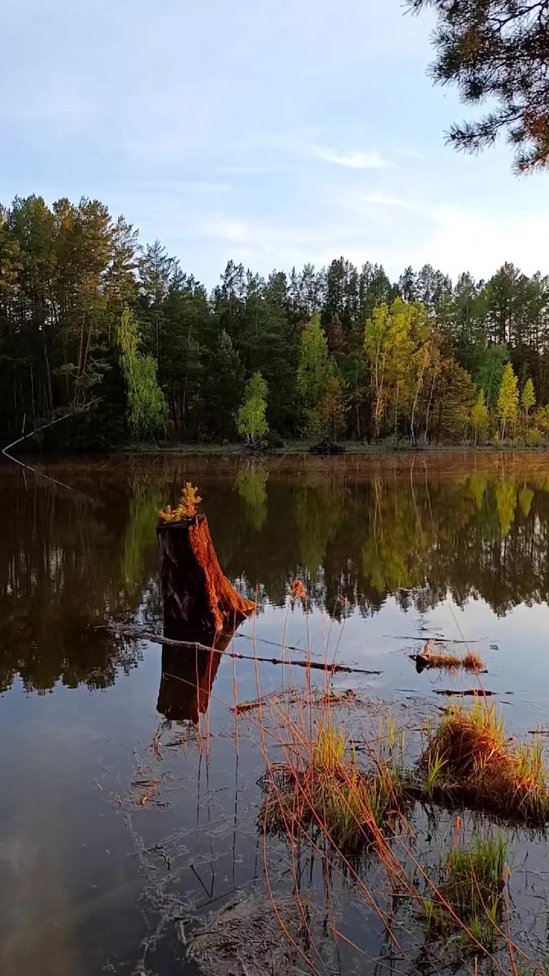 @Элодея