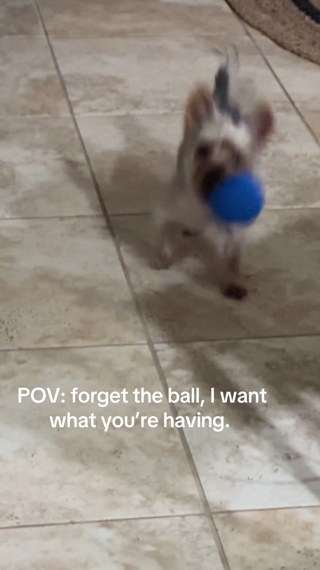 @Penny the Yorkie