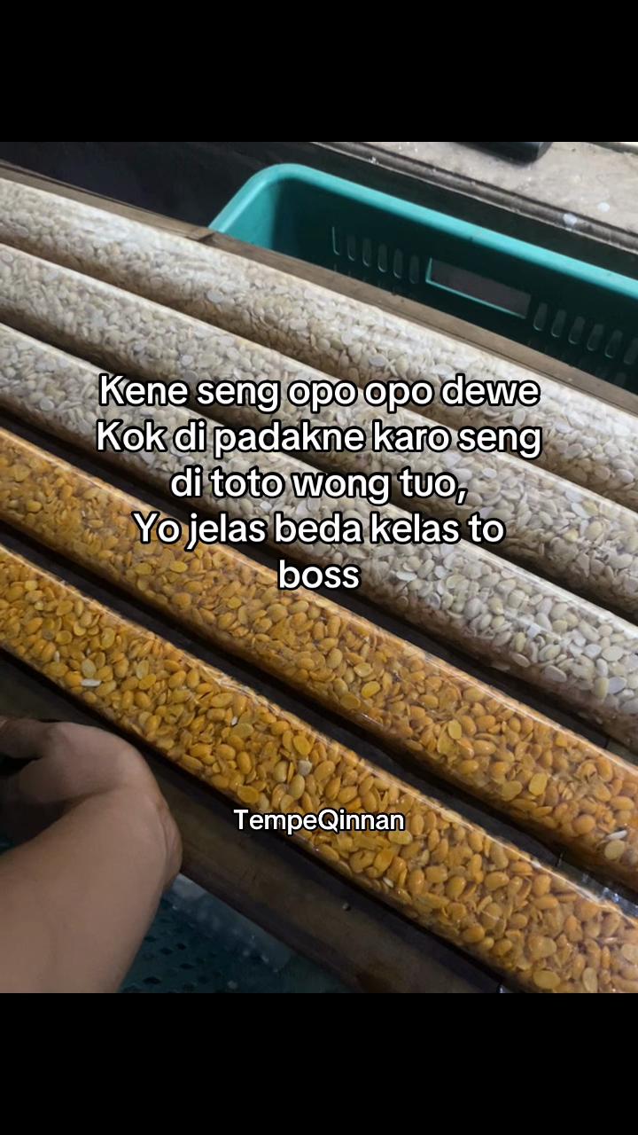 @Tempe QINNAN