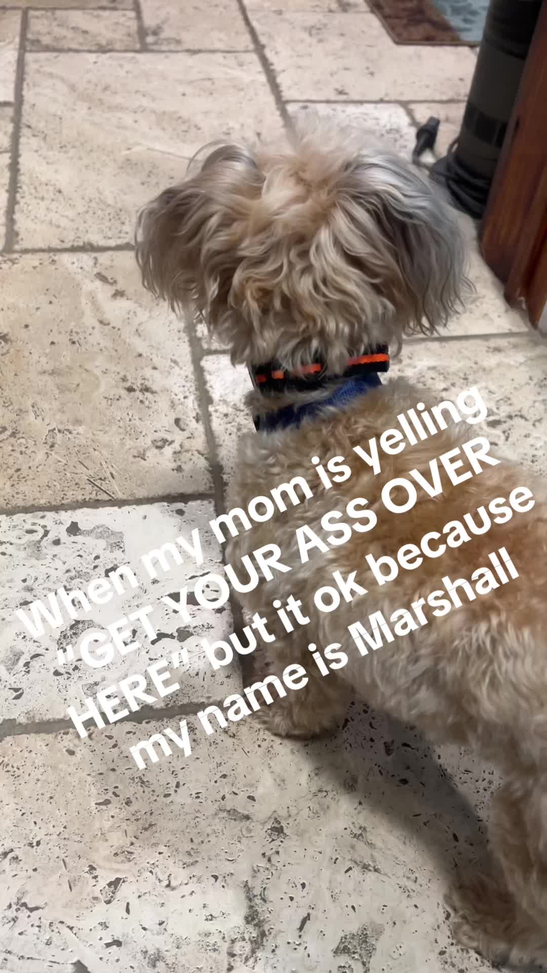 @TávIa Mapia