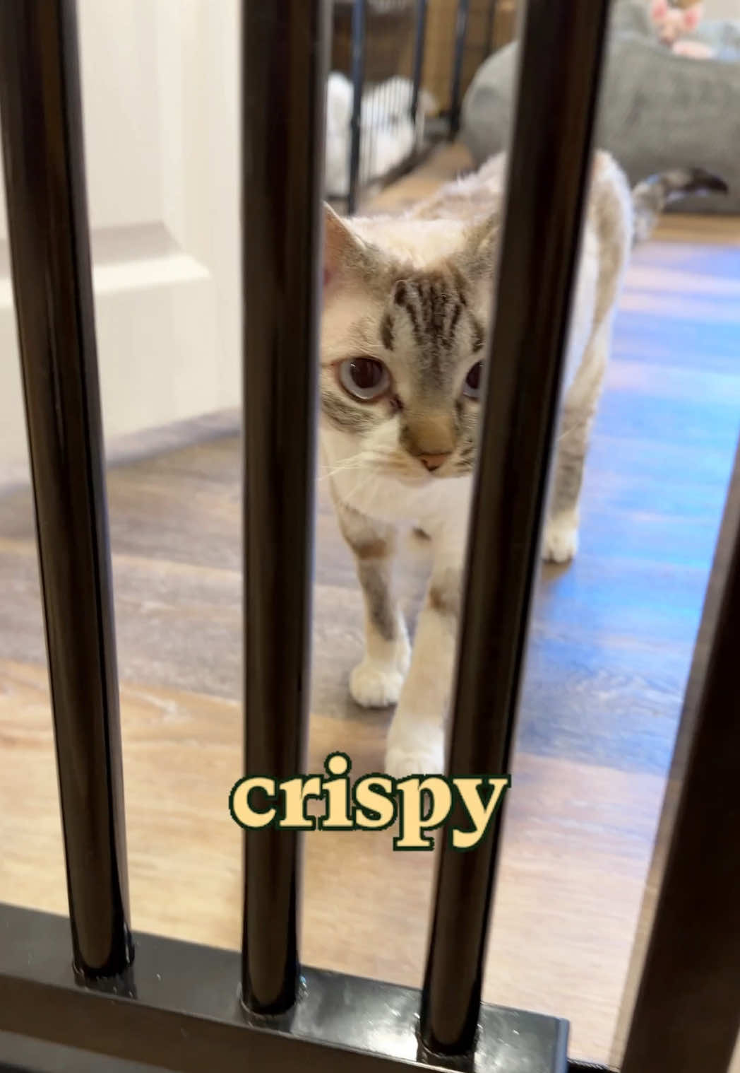 @Boba’s Buds Minskin Cats