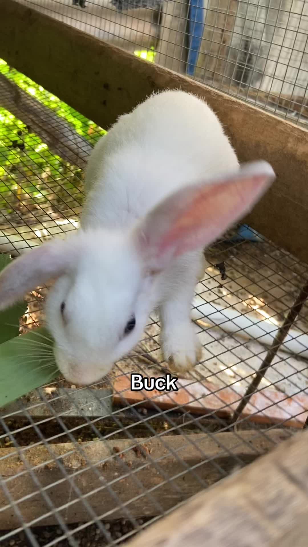 @HappyHoppersRabbitry