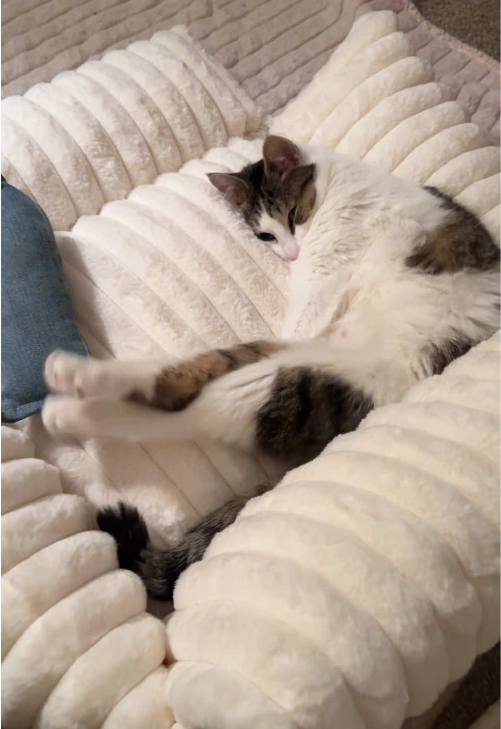 @Parcel the Paralyzed 😻