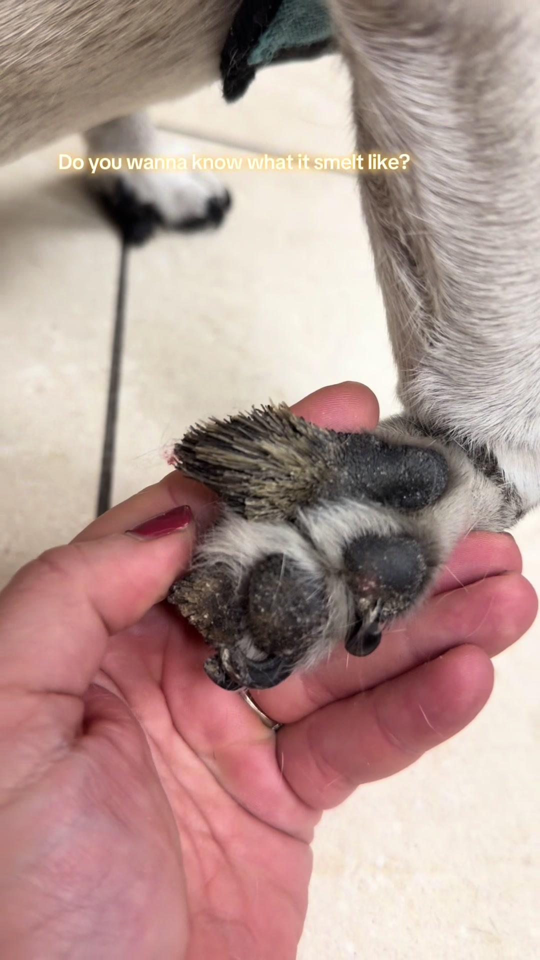 @drcaitlinveterinarian