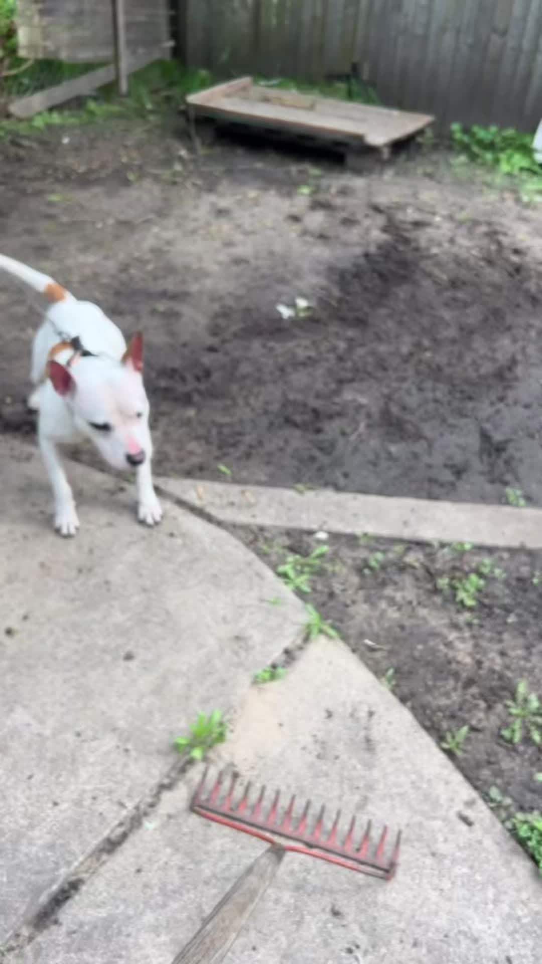@themreal_hounds
