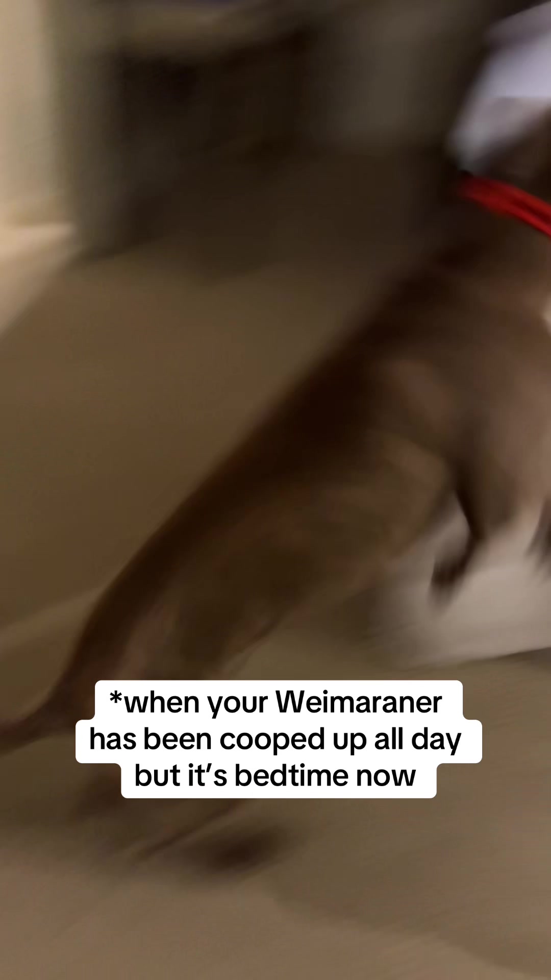 @Zoey the Weim