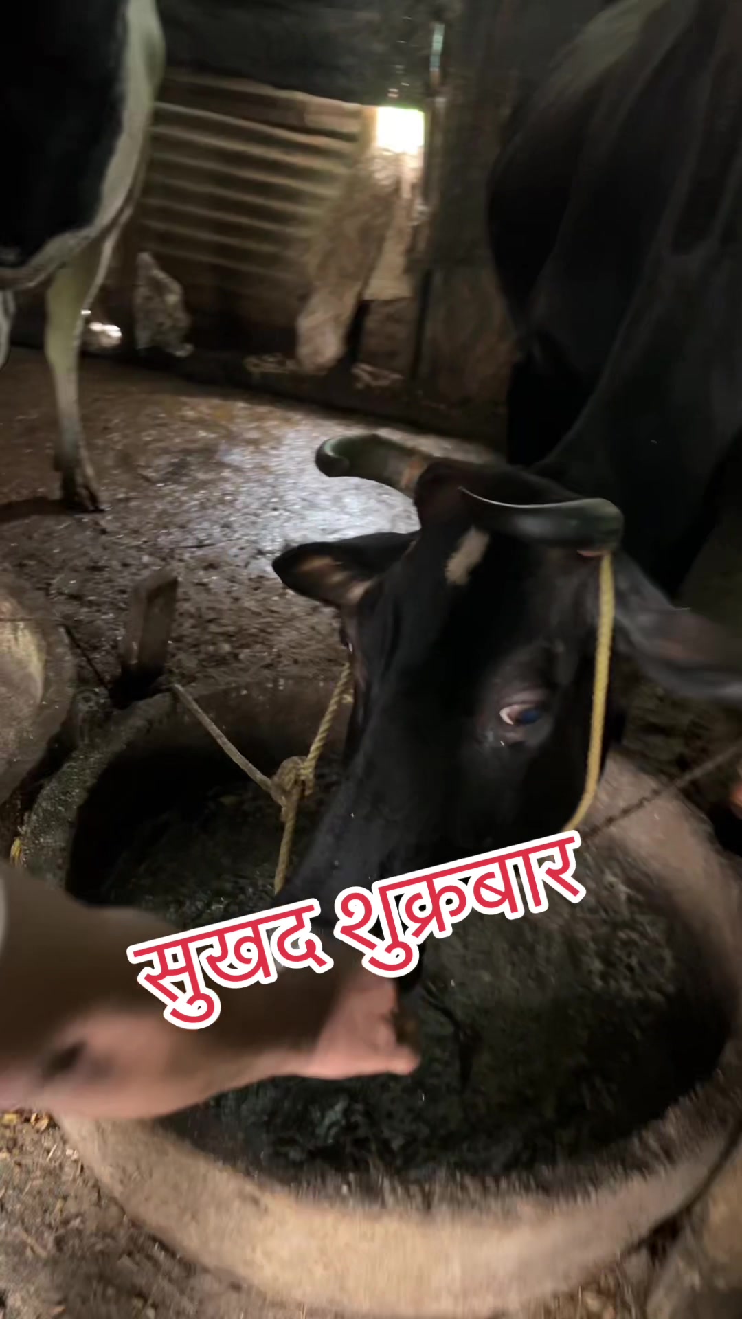 @Ajita Bhattarai