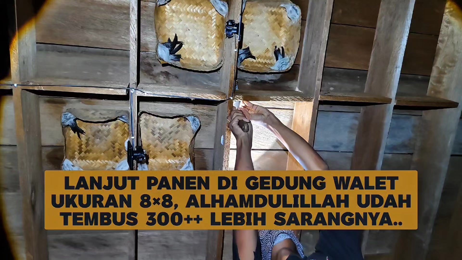 @Walet Rimba Kalimantan