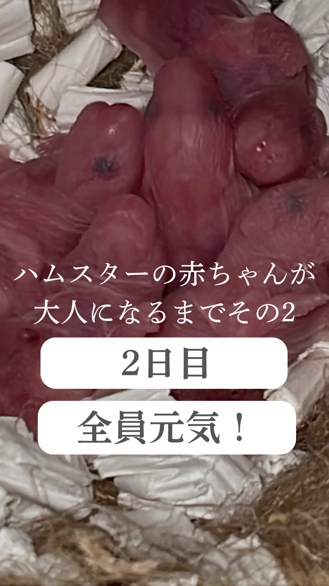 @はむはむパーク