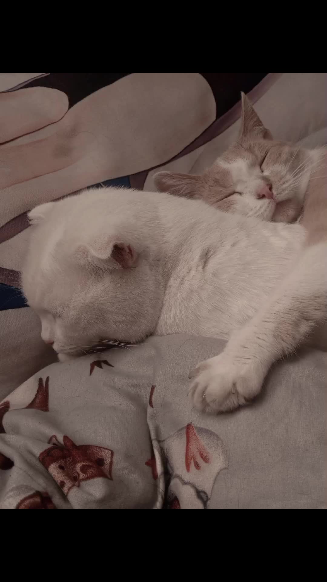 @ニャー。