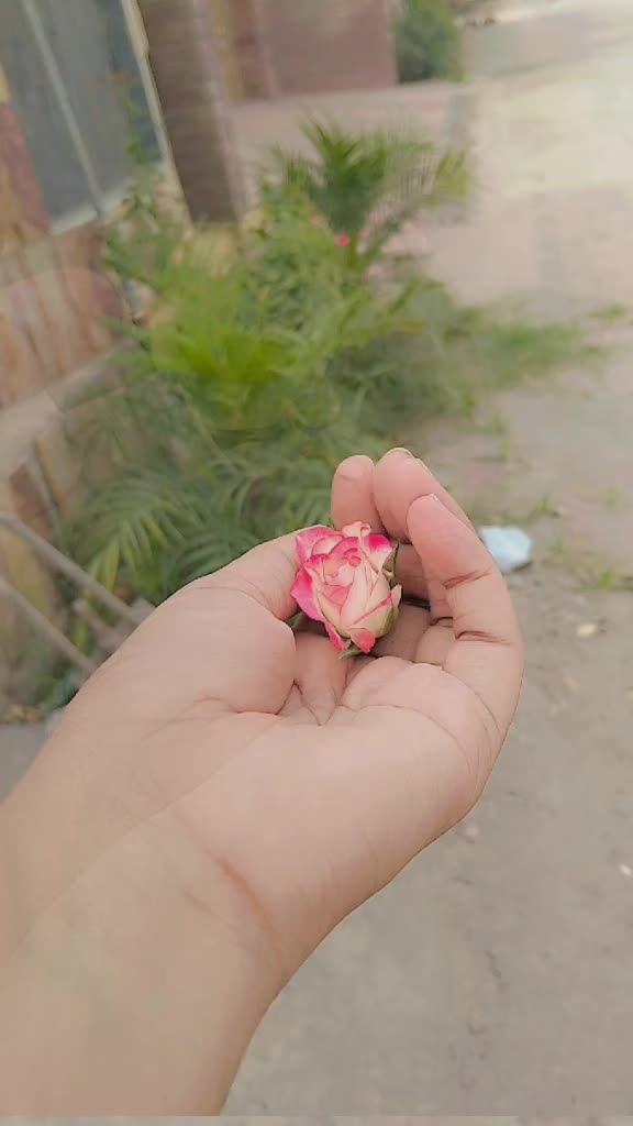 @&hearts;️🌟🌺Mano shehzadii🌟🌺&hearts;️