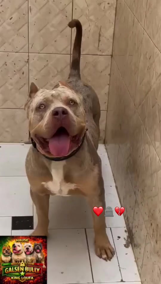 @Momoparleauxchiens🇸🇳🇩🇪