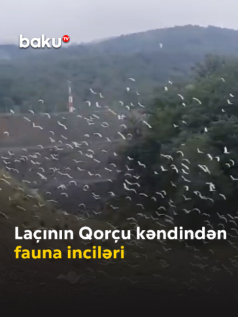 @baku.tv
