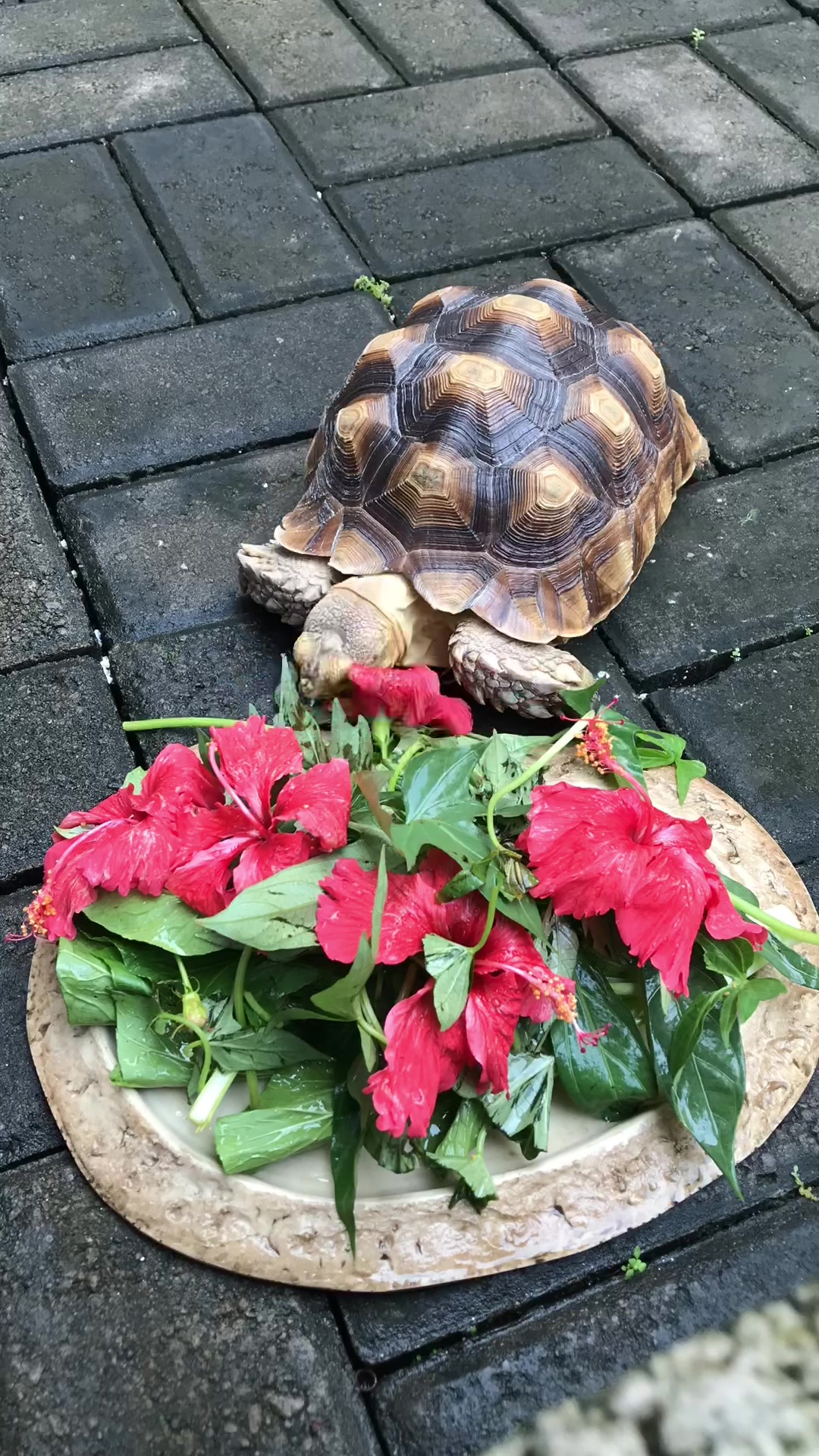 @MYtortojourney 🐢
