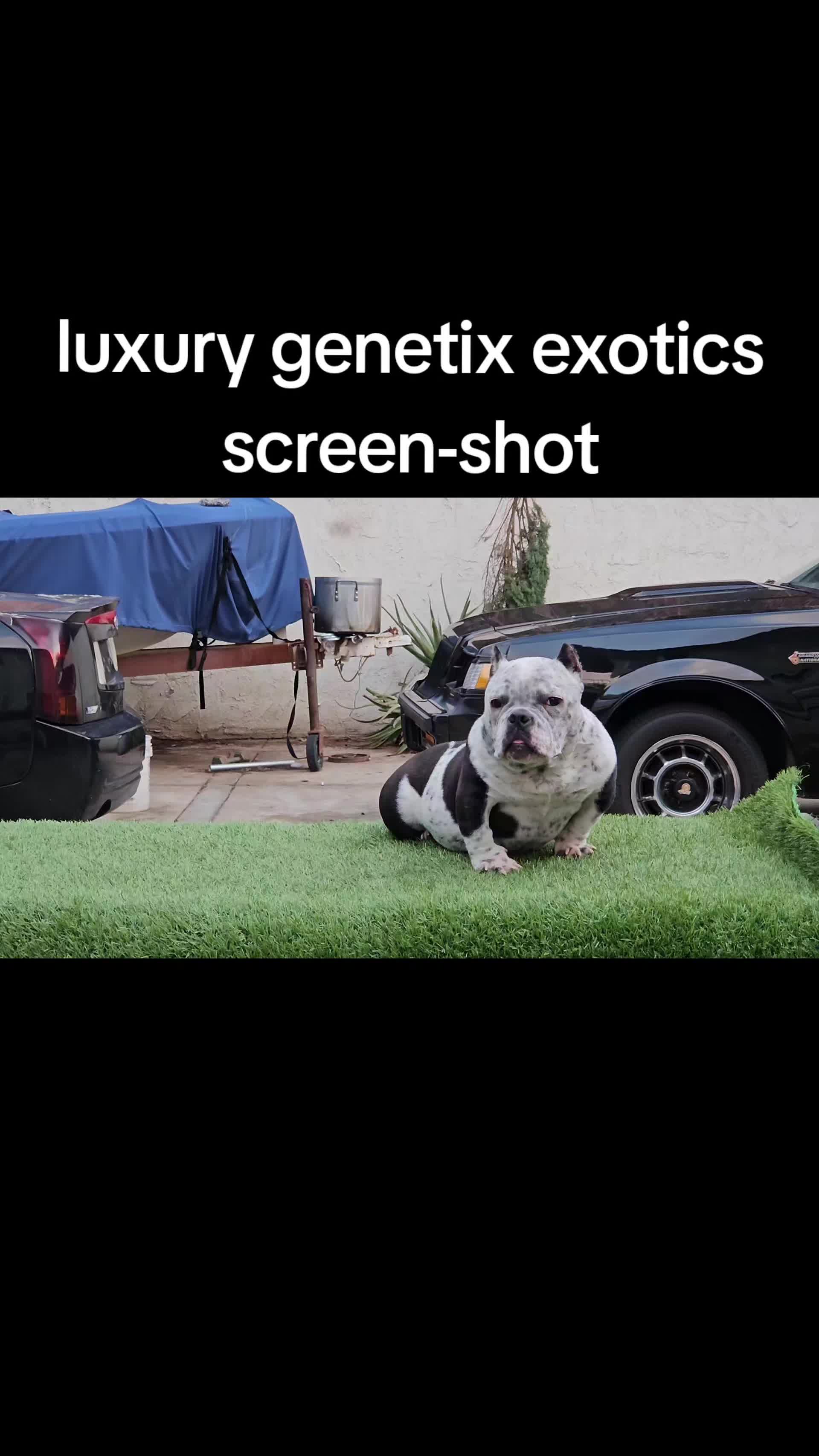 @Luxury.genetix