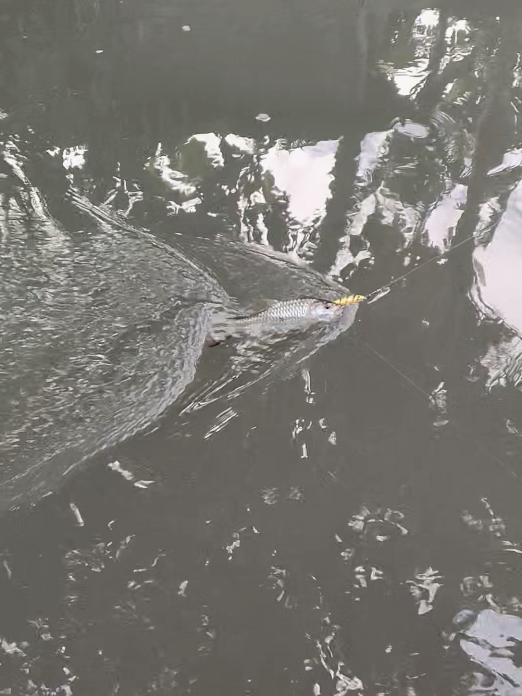 @gustavxfishing