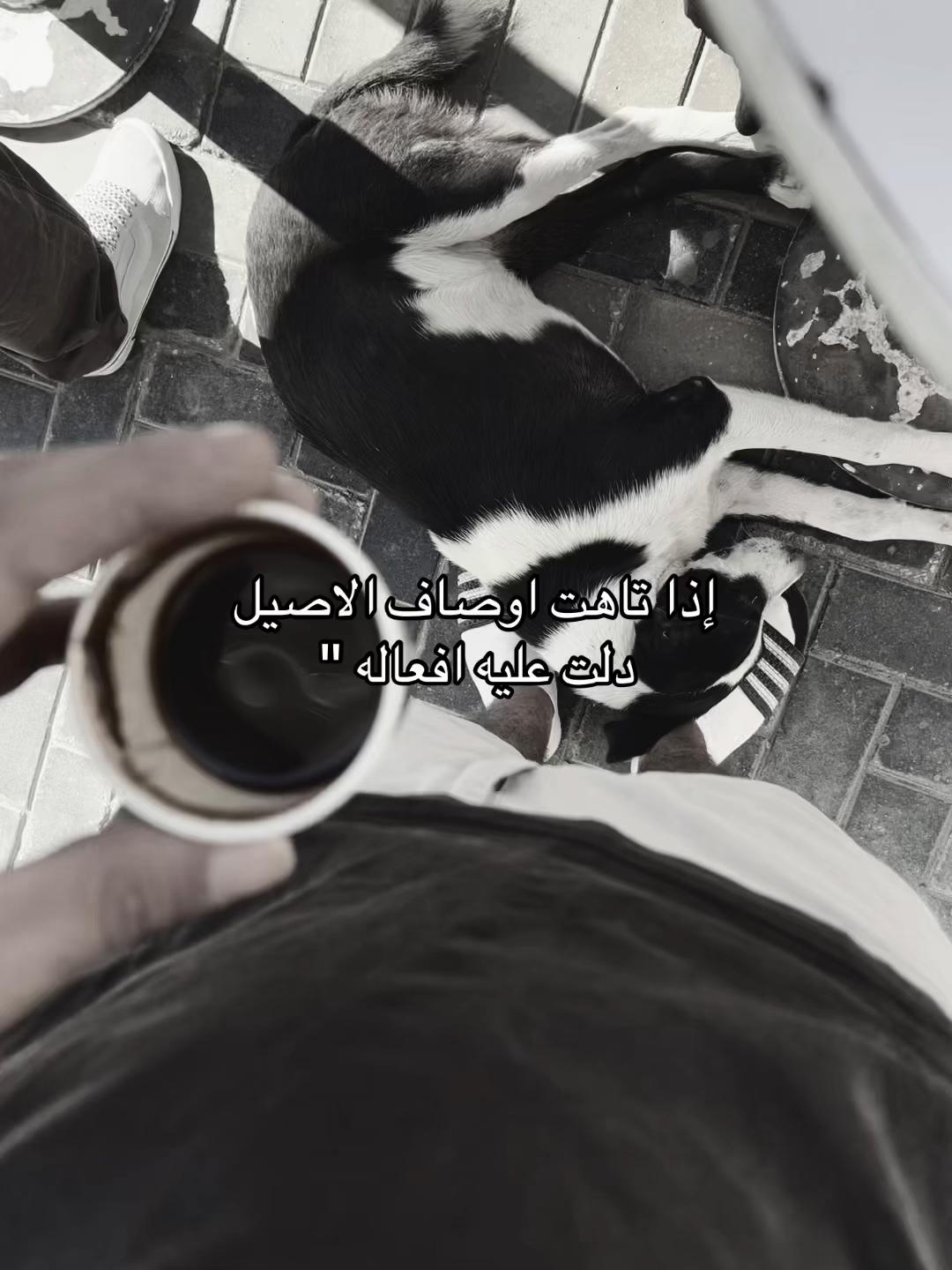 @ᴹᵒˢᵗᵃᶠᵃ ᴴᵃˢˢᵒⁿᵃᵃ