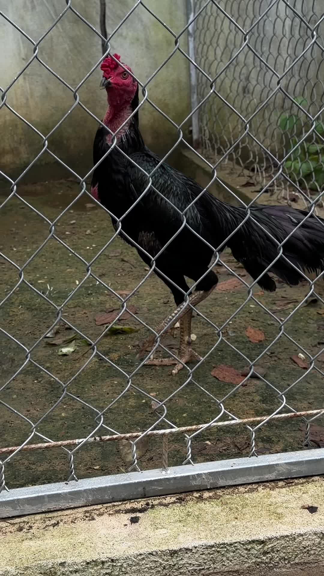 @Quốc khánh