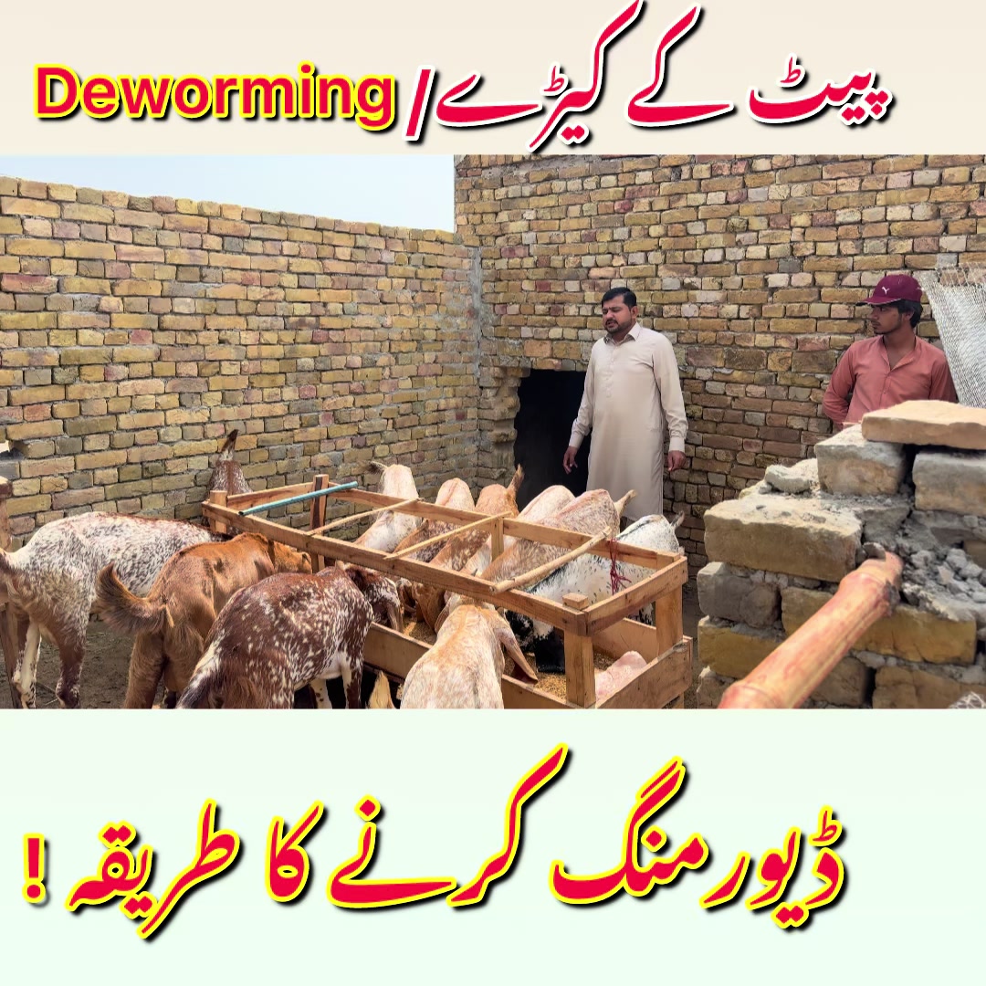 @Dr.Mohsin