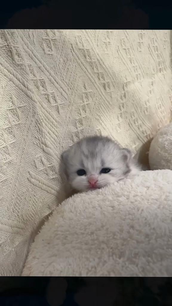 @catbosssss