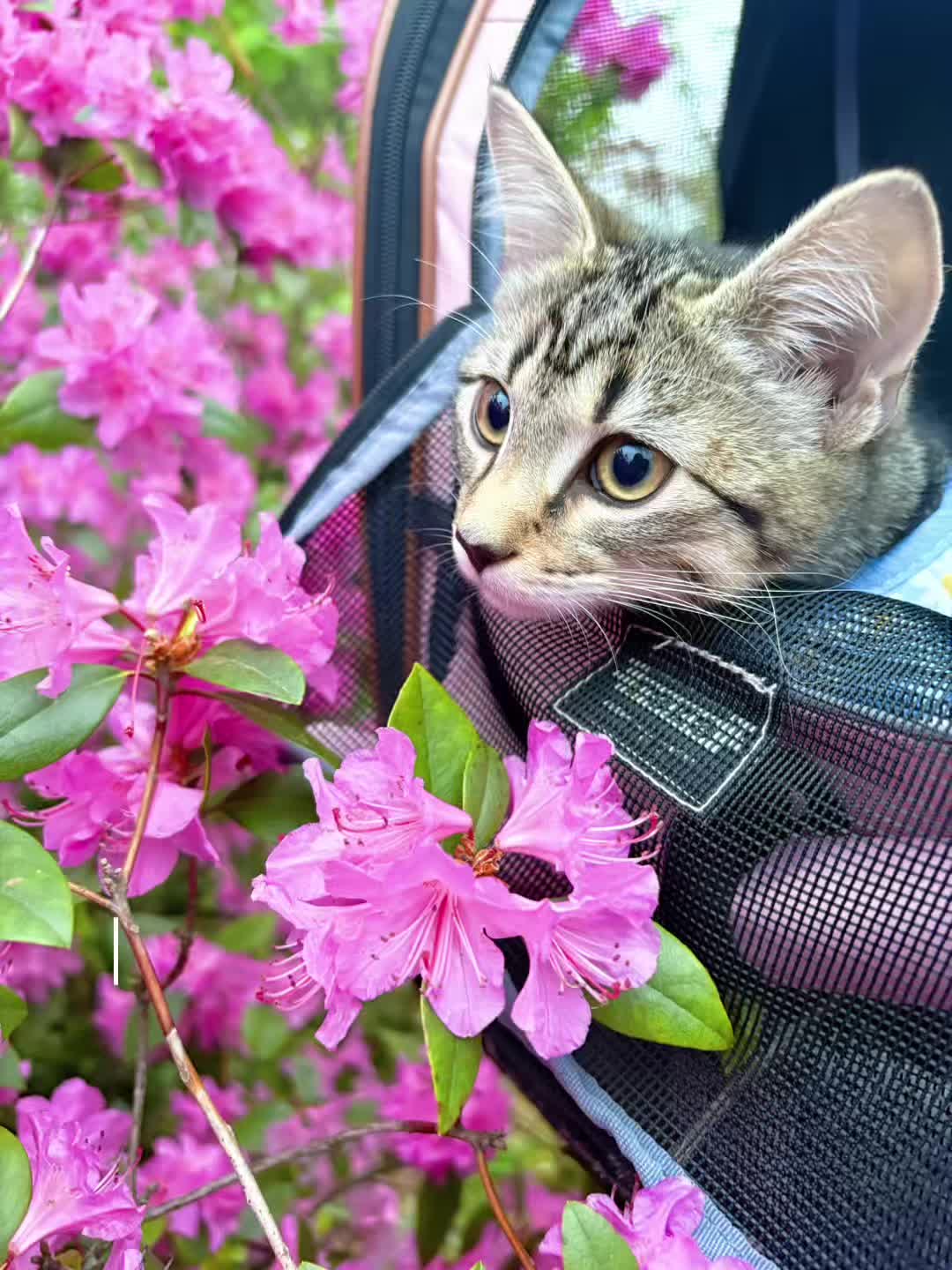 @Juno 💫🐈