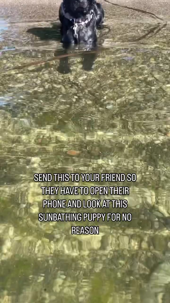 @lisatheblacklab