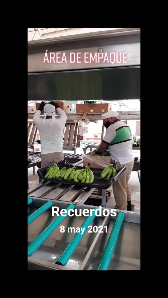 @Agricultura Banano y Plátano