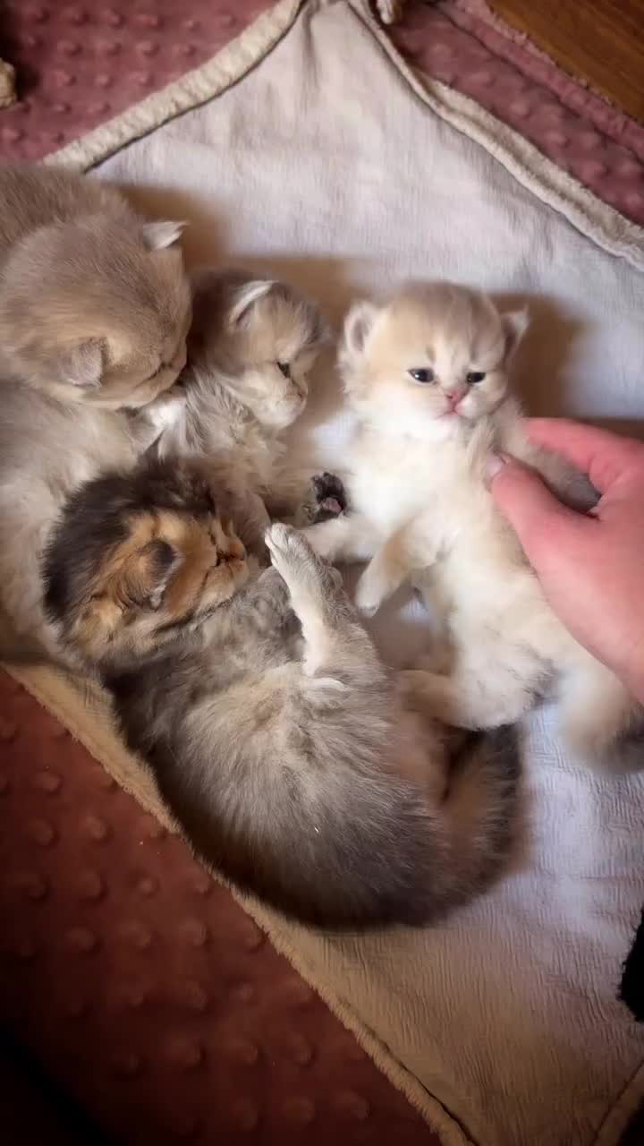 @Royal Mainecoon🇫🇷