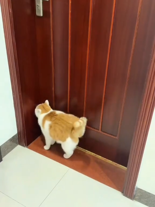 @Catman