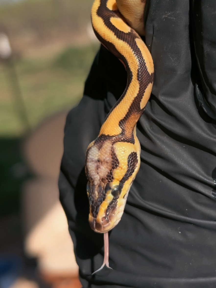 @Elliott Exotics