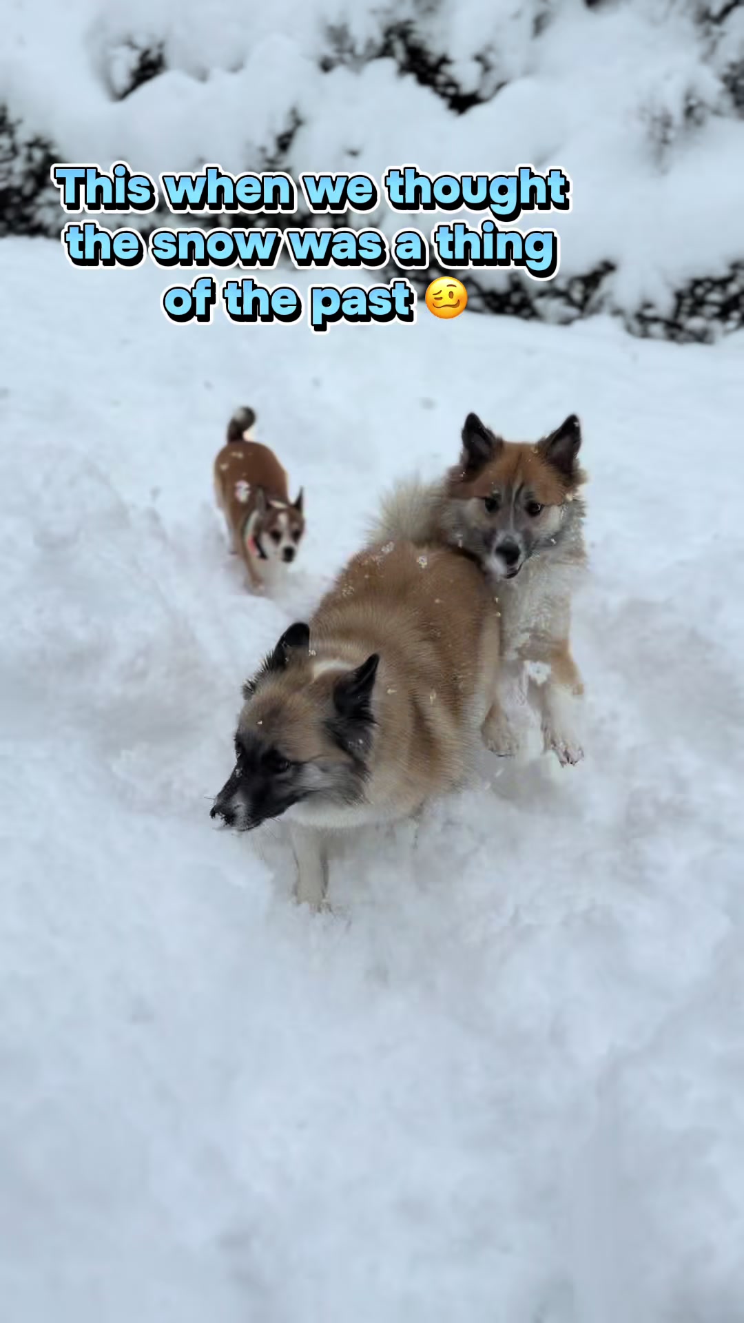 @kaska.olive.fira.roux