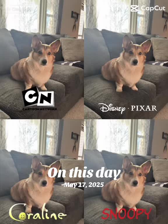 @Thorgi_thecorgi