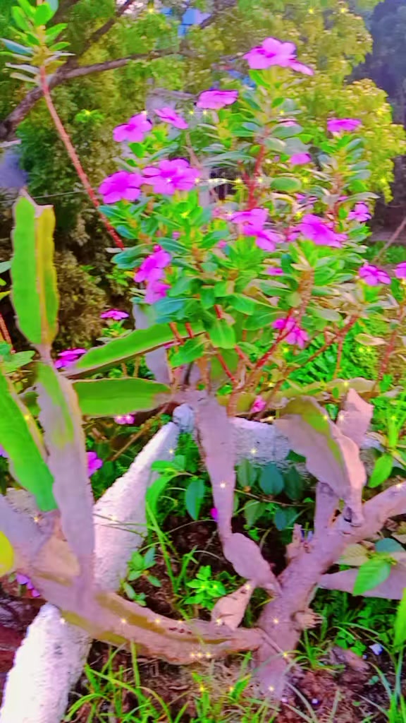 @আনিকা