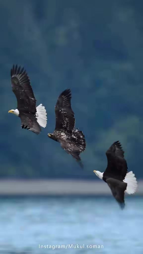 @🌗    ዙዜ~☪🧕🦅