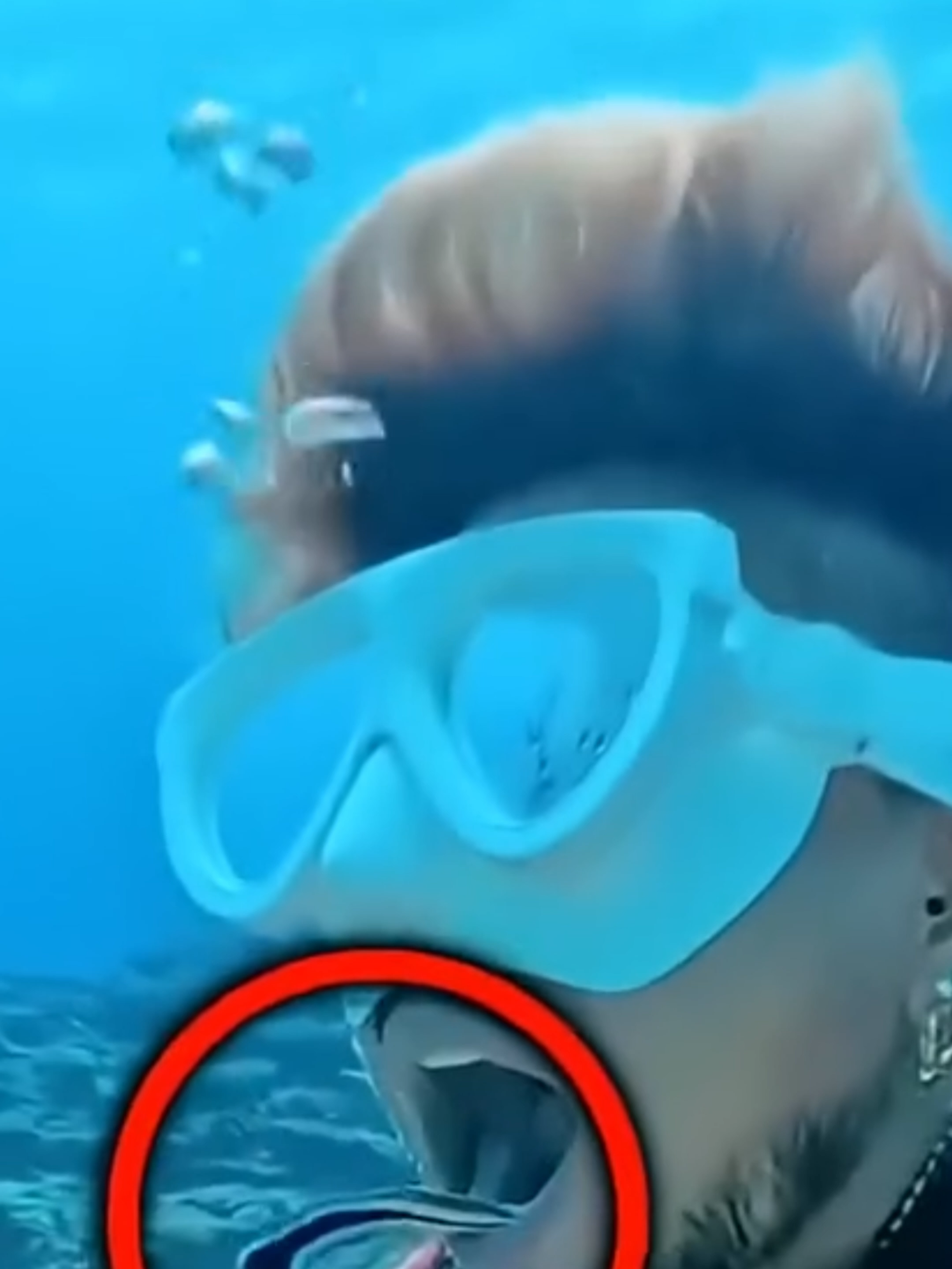 @Mundo dos Animais