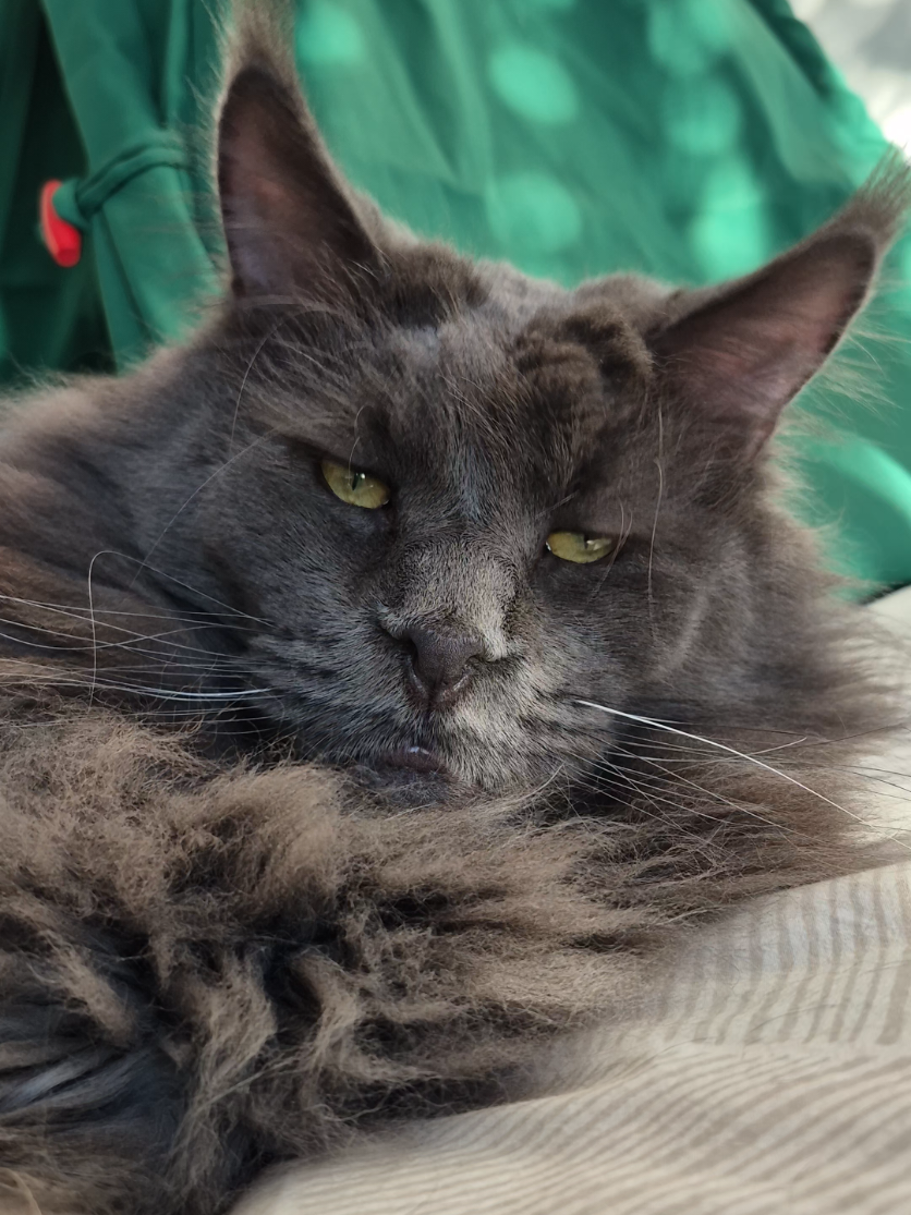@Ragnar the Maine Coon 🐈