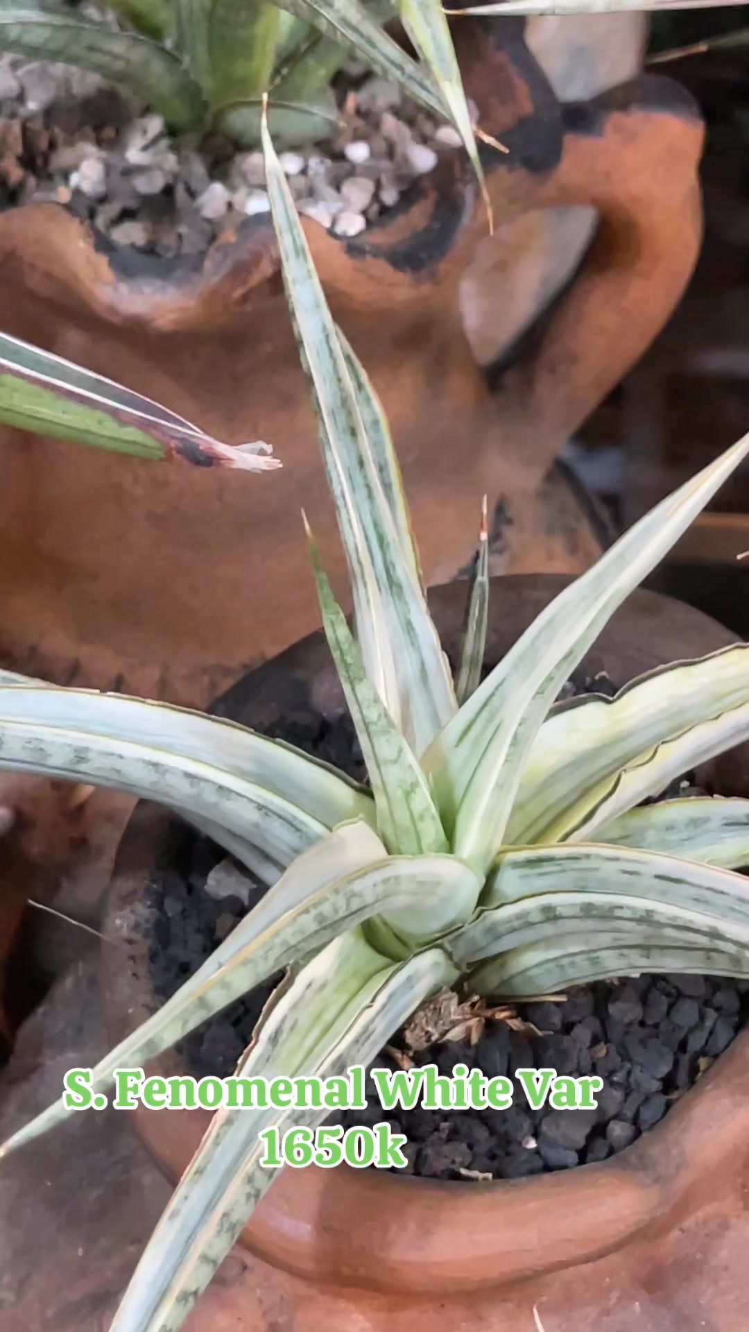 @The Sansevieria Farm