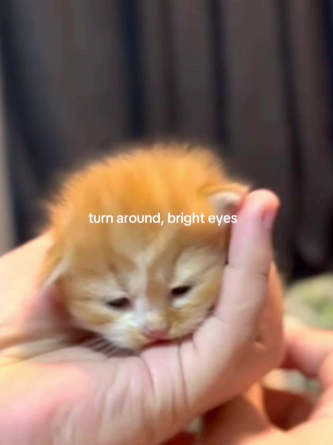 @TheCatFather