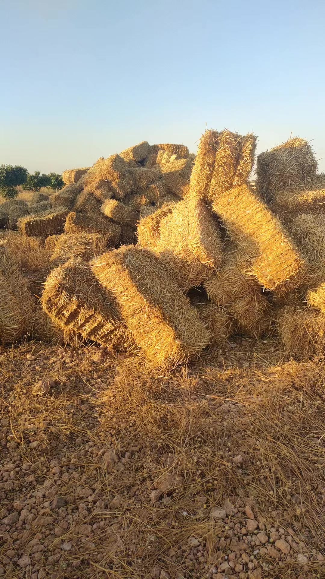 @chak chabani 🇮🇹⚓💰شكشباني