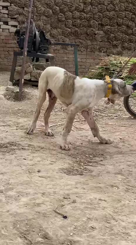 @Peshwar Dogs Center