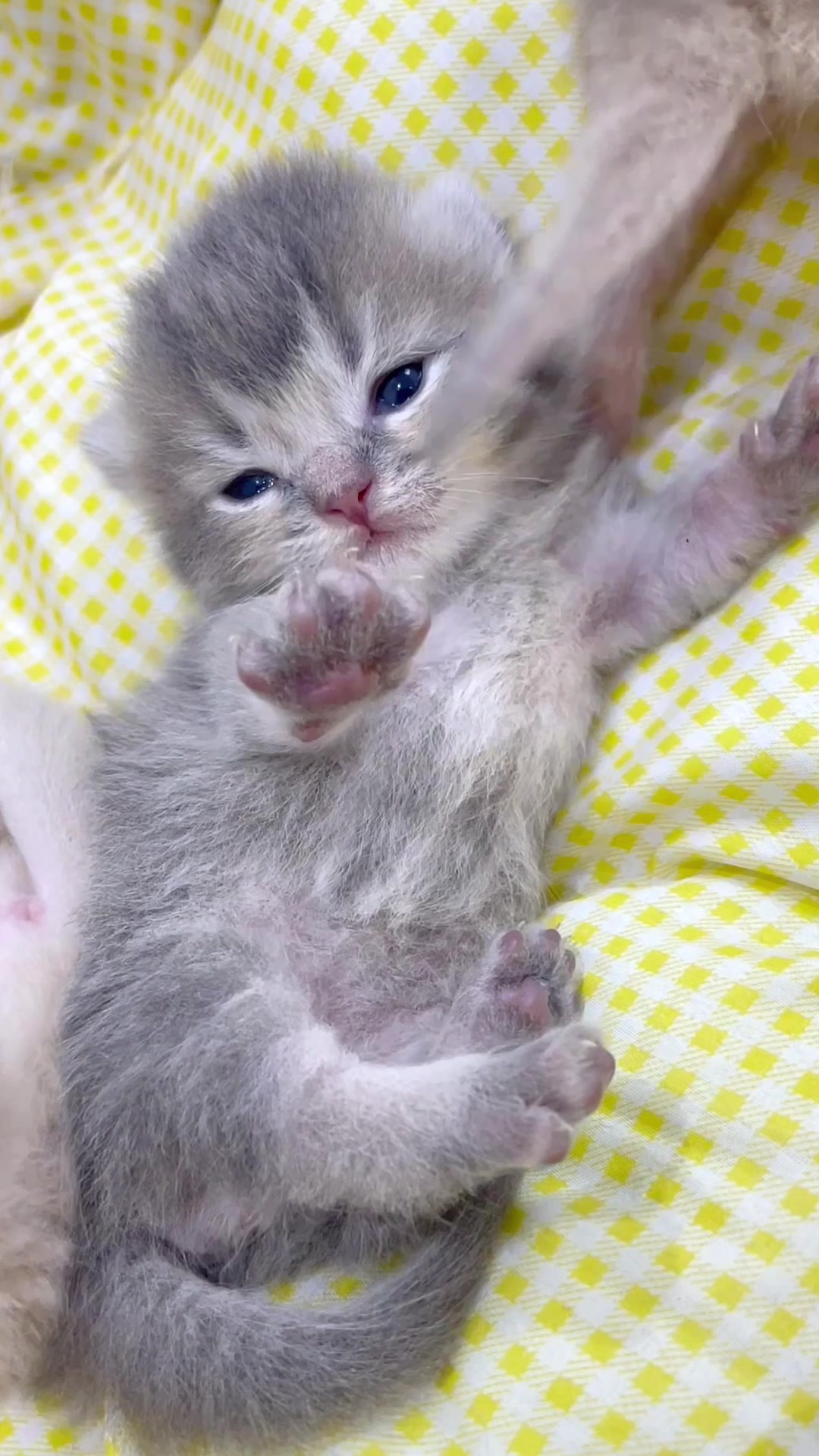 @catbosssss