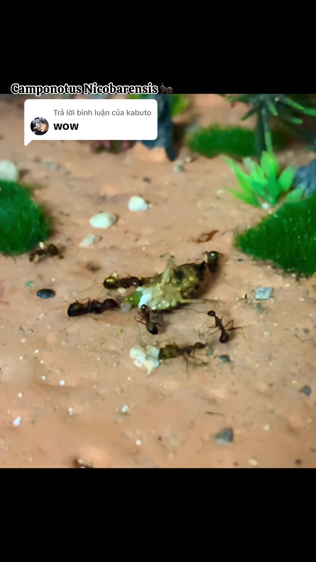 @Henry Thích Nuôi Kiến 🐜
