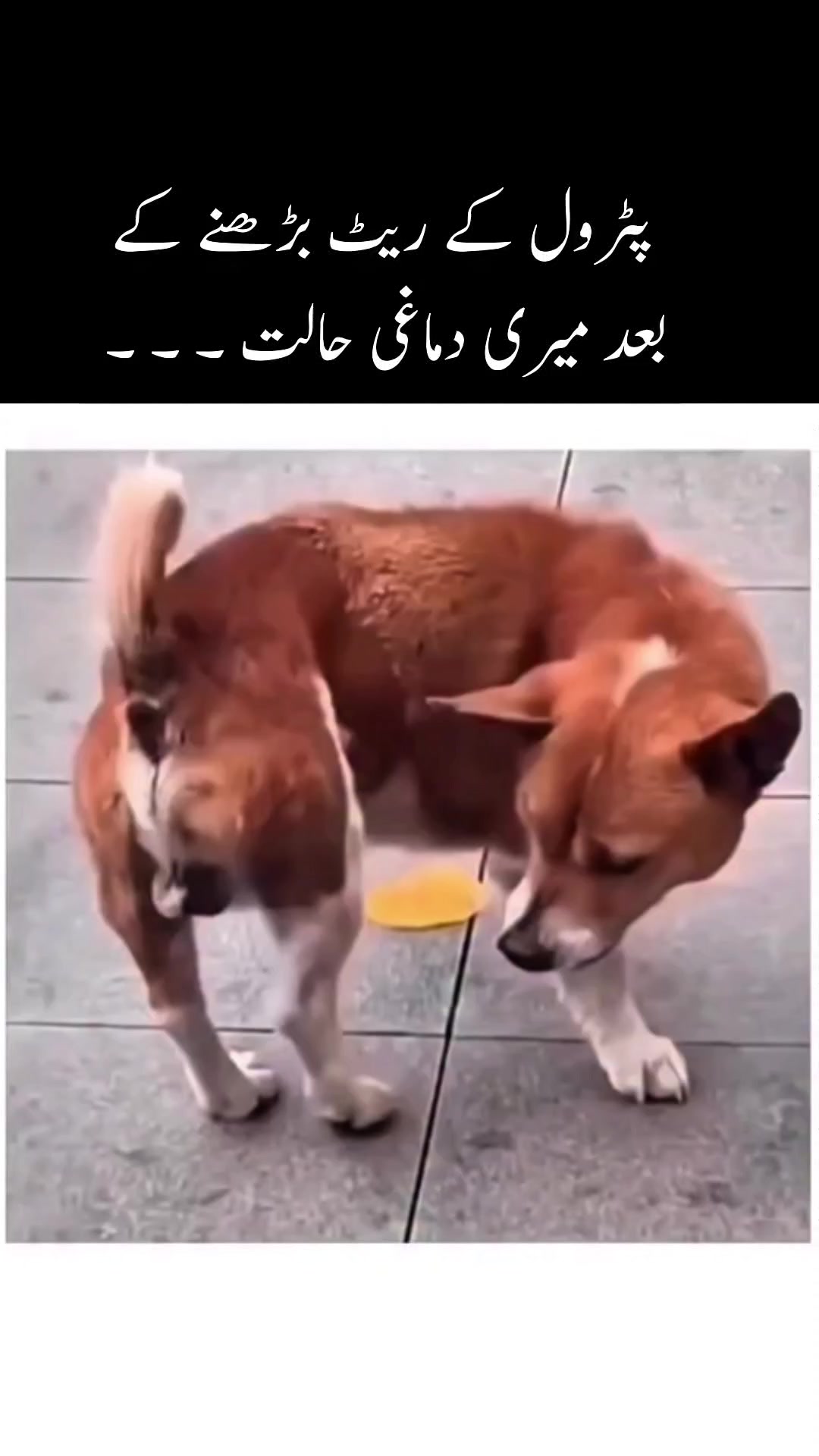 @SarwarBobby