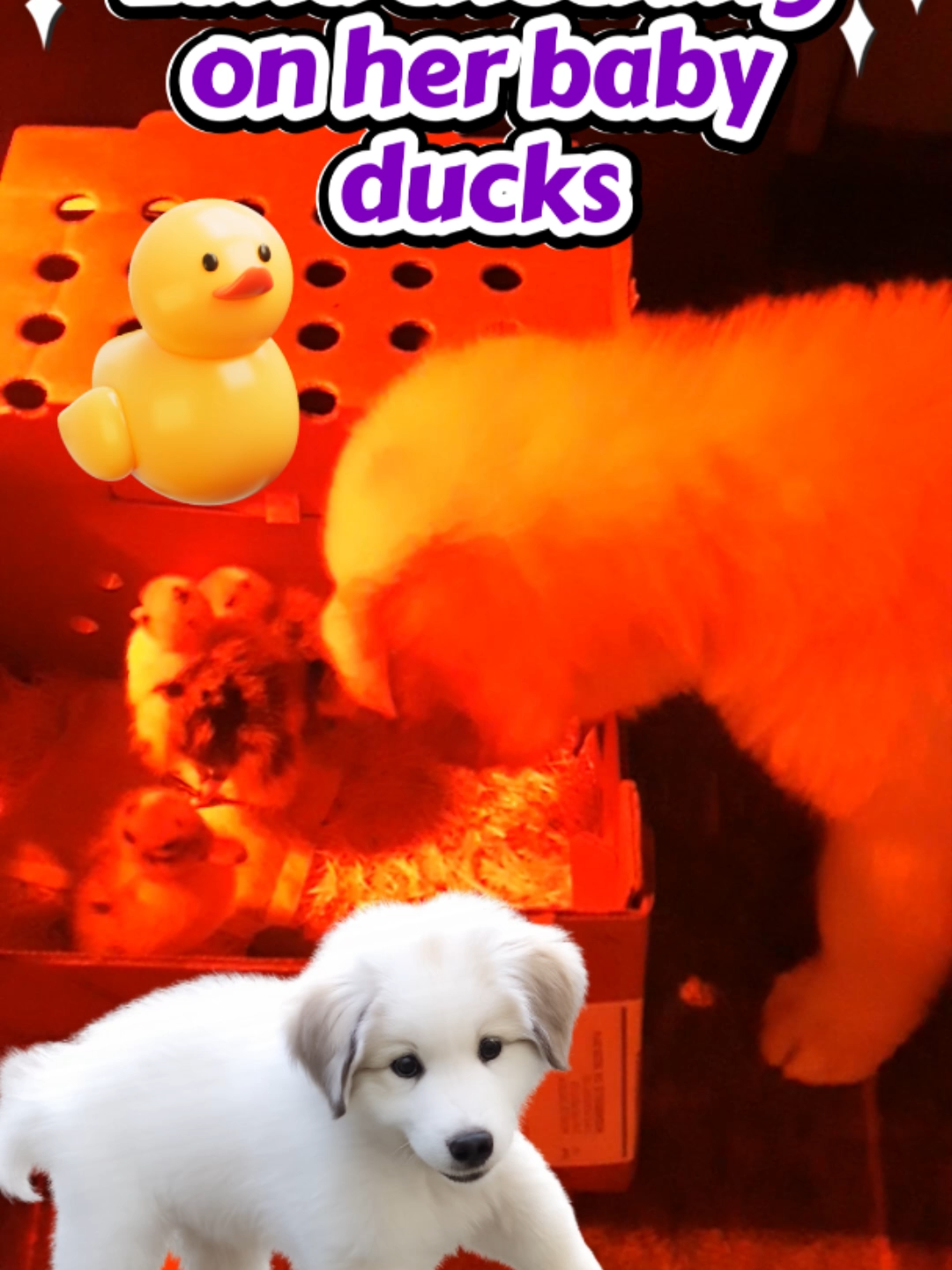 @Luna the Magical Pup