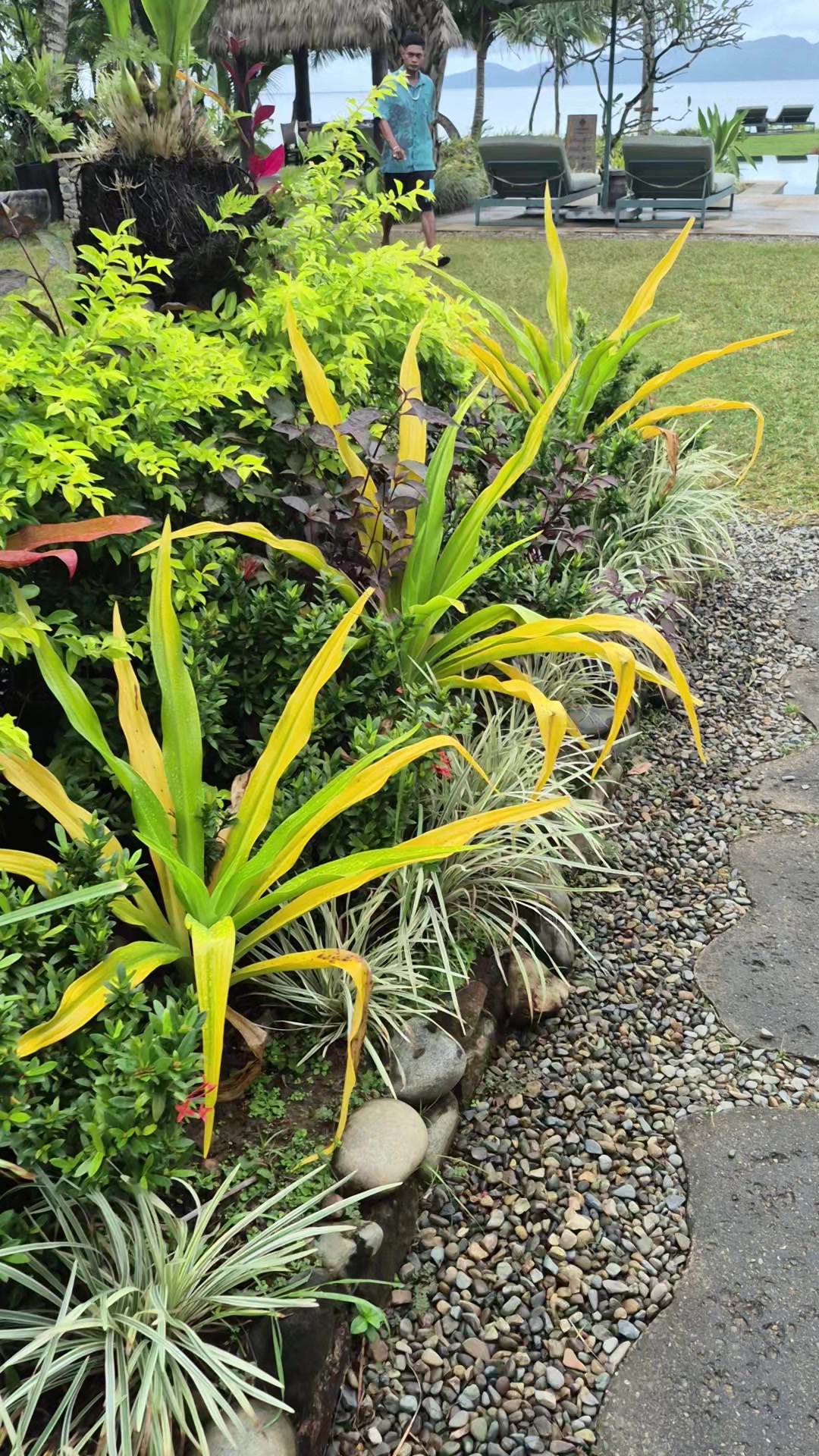 @Veron Fiji