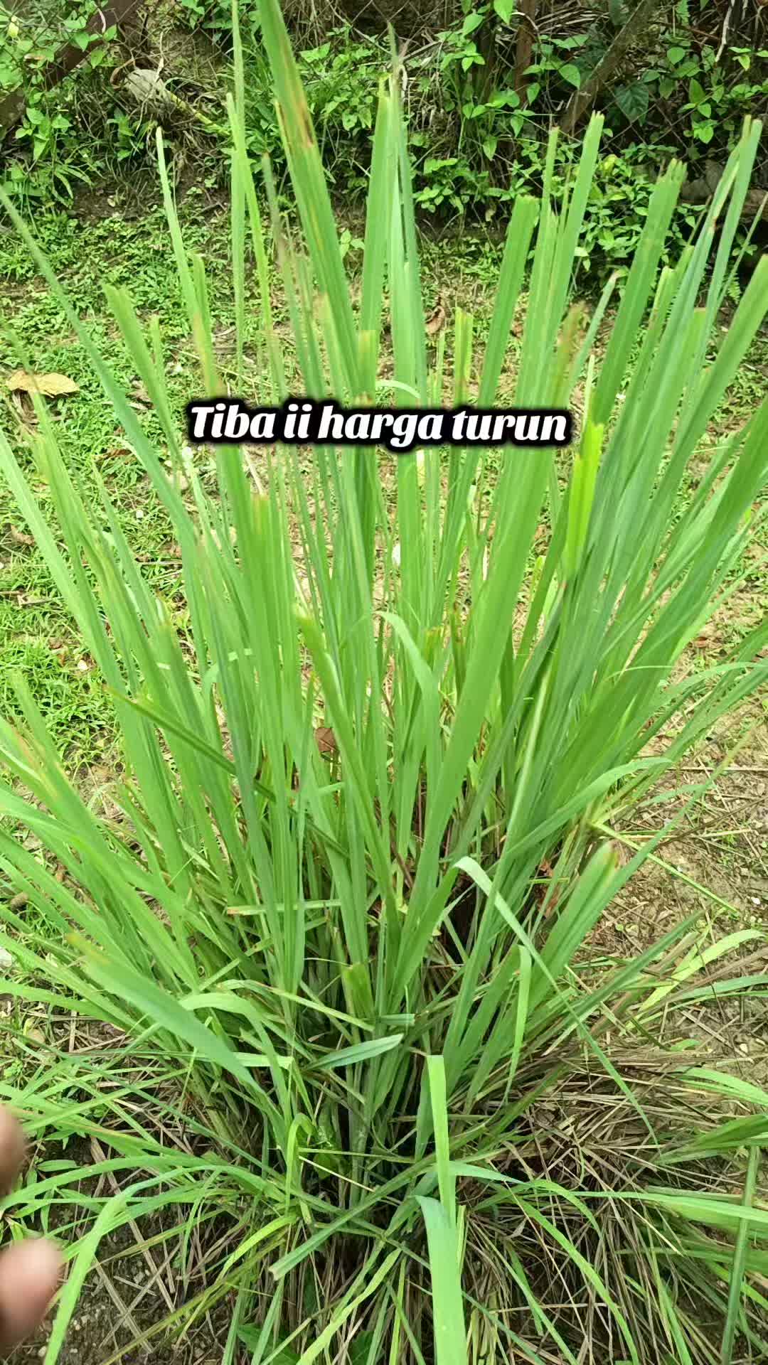 @nurulfarisha96