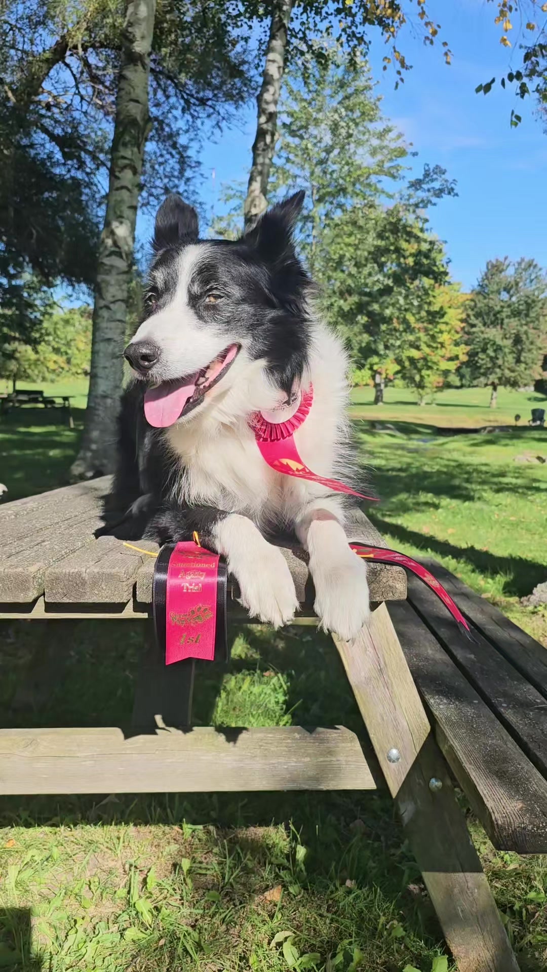 @Zedthebordercollie🇨🇦