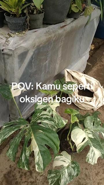 @ace ilham florist